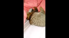 My kitten is really playful Even when she's sick  I could use some money 