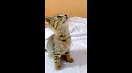 My kitten is sick and needs treatment someone please buy the video do I can take her to the doctor