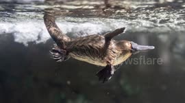 Australian expert warns of looming extinction risk facing platypus