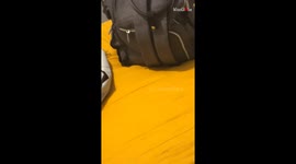 Spooky silliness: Cotton critter causes chaos in the bedroom