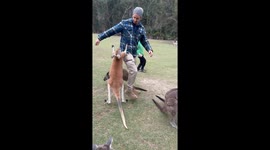 Kangaroo Has An Attitude