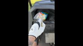 Hilarious clip shows man littering golf course with marshmallows to confuse players