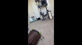 Kitten takes a splash: hilarious water bowl mishap in Middlewich