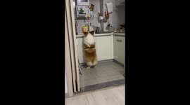 Pet corgi looks busy cooking in kitchen