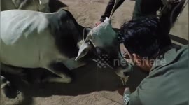 Rescue team perform painstaking removal of rod from cow's eye in India