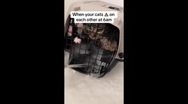 'I woke up to a horrible smell': Pet owner washes her kittens who pooped on each other