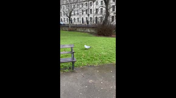 Tapdancing seagul