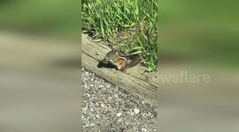 USA: Colorado Parks and Wildlife Shares Heartwarming Video of Chipmunk Snacking