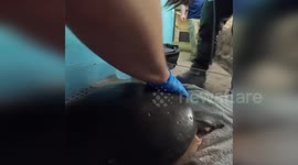 Fly river turtle undergoes routine ultrasound with animal care team in Wisconsin