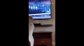 Cute pup's over-the-top excitement during the horse race is UNBELIEVABLE!