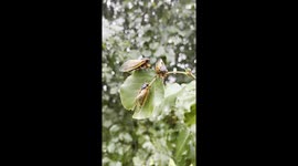A close up view of the shocking 13 year cicada hatch that is blanketing parts of the Southeastern US