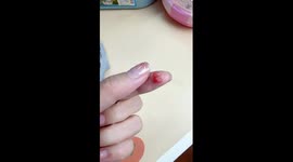 Newborn sugar glider can fit on a fingertip