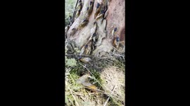 A tree overrun by a brood of  cicadas in the Southeastern US