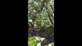 I was getting some footage of the plague of 13 year cicadas in our yard, and realized they were peeing on me!