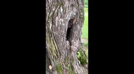 'My kids have been feeding a snake with eggs from our farm and now it's HUGE'