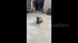 China: During the game, one puppy climbed on another