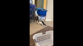 Clumsy cat fails to jump over makeshift barrier and gets buried under all the items