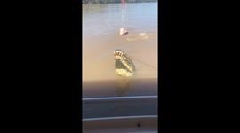 Do you want to go grab a bite? This crocodrile of the Mary River does!