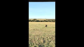 Lion gets way too close to safari visitors in Masai mara, Africa