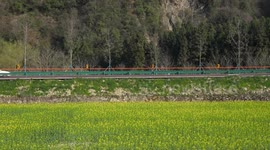 China: Rapeseed Flowers in Shiyan