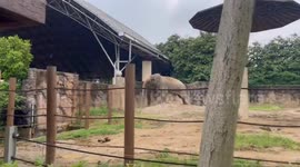 China: Elephant spreads dirt with trunk in retaliation for noisy parrots neighbor