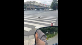 Dog Caught Jaywalking Receives “Police Education” in China