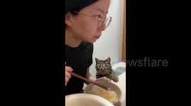 China: Polite kitten gently taps owner in signal to share food