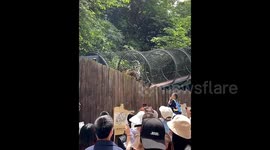 Chinese zoo visitors left drenched as tiger unleashes unexpected urination on overhead bridge