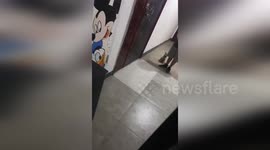 Boy takes home puppy but hides outside to avoid his mum seeing the new pet