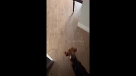 Dog leaves himself and flat covered in fluff after tearing apart pouf