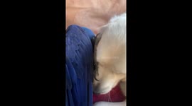 Parrot and pooch: playtime harmony