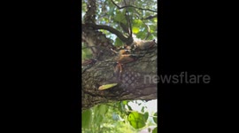 Trees covered in cicadas as the insects invade Tennessee