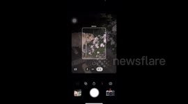 China: Golden Retriever Goes Wild for Wild Roses