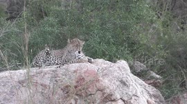 Female leopard's distinct contact call reunites her with daughter