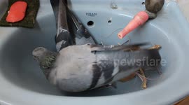 Lazy pigeons nowadays build nests inside wash basins