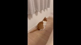 Clever pet cat learns how to say 'hello'