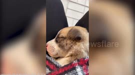 Couple rescue puppy on holiday and spend £2k and a year bringing it back to UK