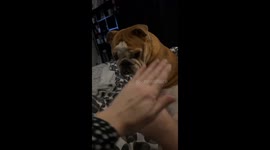 Dog joins bonding moment by resting hind leg on owners' united hands in Wrexham