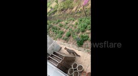 Leopard fatally kills dog after entering villager's home in northern China