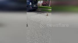USA: NYPD Officers Rescue Duck Family