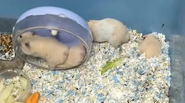 China: Hilarious Hamster Antics on the Running Wheel