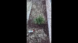 Mormon Crickets In Northern Nevada