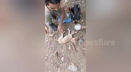 A social organisation treatment save the life accident baby dog