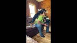 Puppy fakes injury after falling off man's shoulder