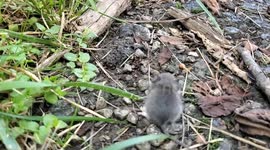 Close up of a cute little field mouse