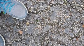 Close up of a cute little field mouse