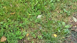 Close up of a cute little field mouse