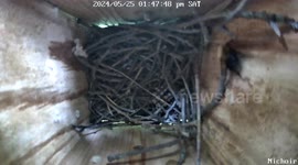 Bird Chases Away Nest Invaders