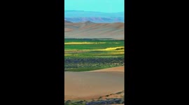 Flourishing Malan flowers along lake nestled in China's desert