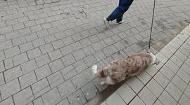China: An Exterior Wall of A Building Covered With 